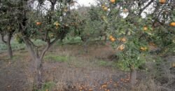 Cortijo con terreno de 5.000 m2 en Nacimiento.