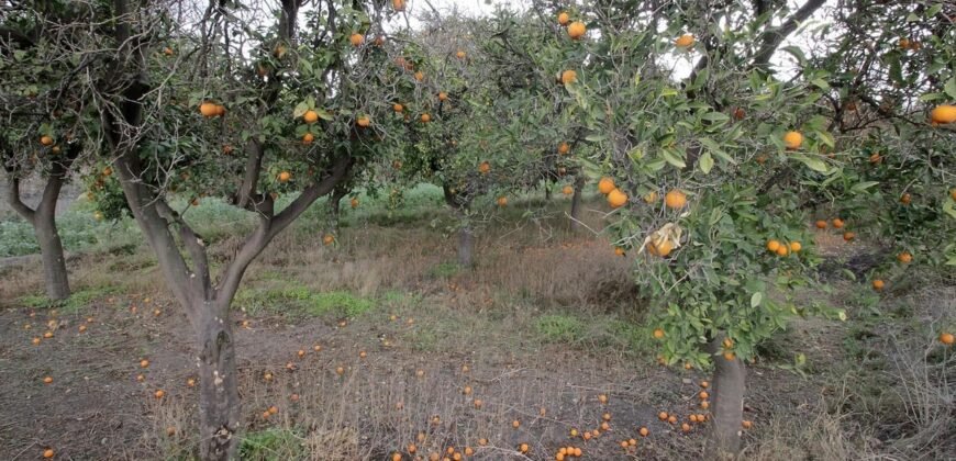 Cortijo con terreno de 5.000 m2 en Nacimiento.